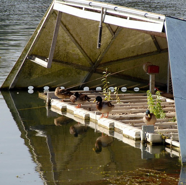 Sasbach. Stockenten im Schutz der Spru... beschftigt sich mit Gefieder putzen.  | Foto: Roland Vitt