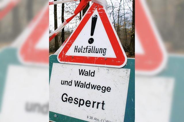 Stadt verdient mit dem Wald kein Geld