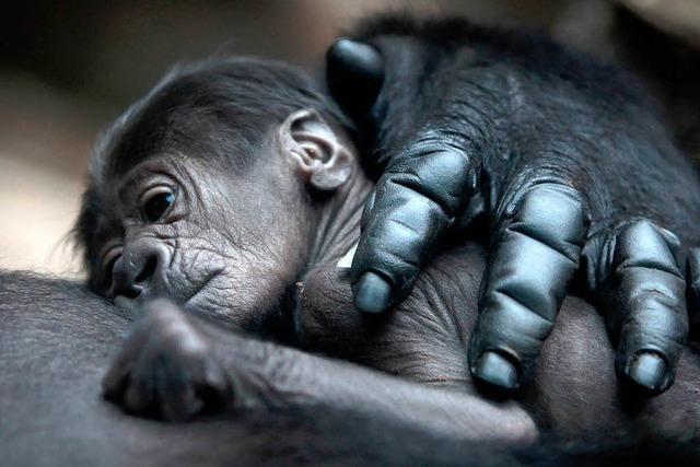 Fotos: Babyboom im Frankfurter Zoo – Nachwuchs bei den Gorillas