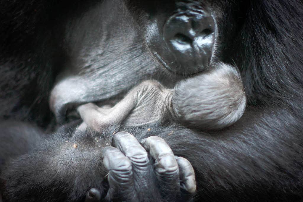 Gorilla-Dame Rebecca brachte am Dienstagmorgen ein Baby zur Welt.