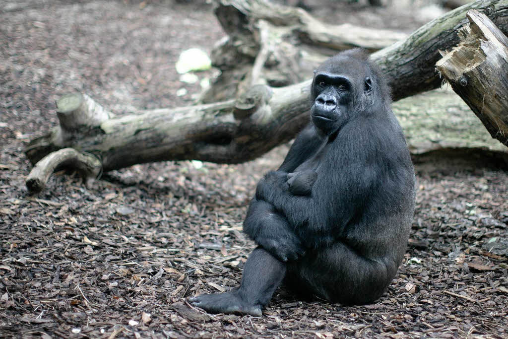 Gorilla-Vater Viatu und der Rest der Gruppe nhmen das Baby gut an.