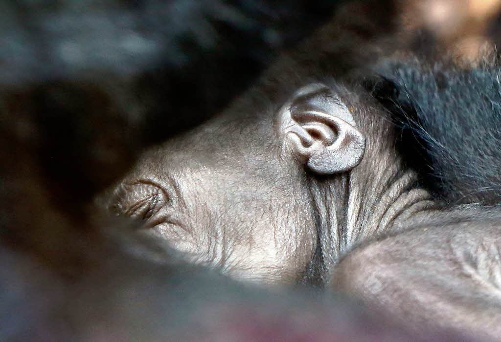 Gorilla-Dama Rebecca hat im Frankfurter Zoo ein Baby zur Welt gebracht.