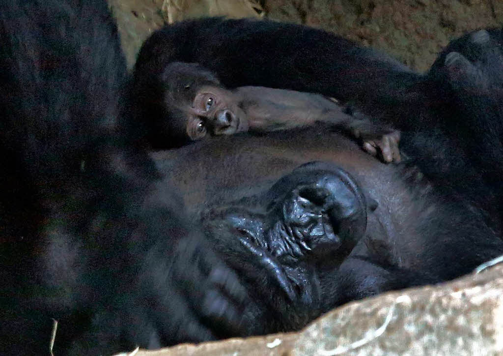 Gorilla-Dama Rebecca hat im Frankfurter Zoo ein Baby zur Welt gebracht.