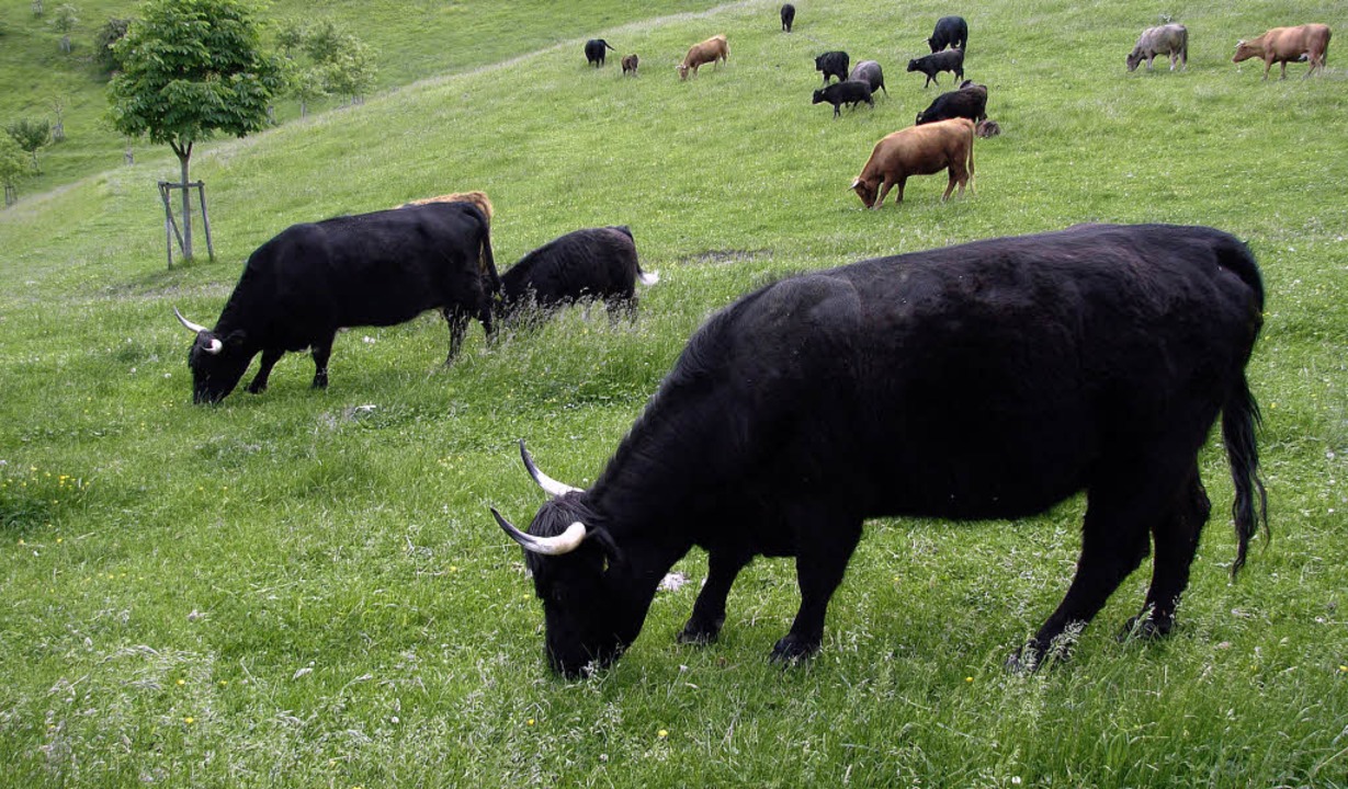 Die Schelinger Viehweide soll als Naturschutzgebiet ausgewiesen werden.   | Foto: privat