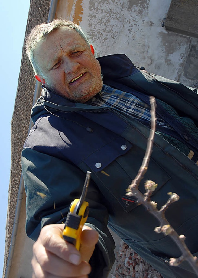 Johann Henger beim Baumschneiden  | Foto: Bensiek Arne