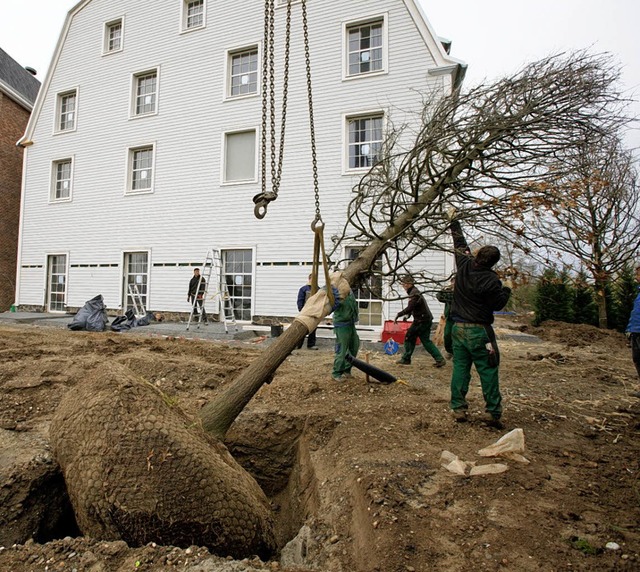 40 Grobume, die eine Spezialfirma au...urden rund um das Bell Rock gepflanzt.  | Foto: Europa-Park