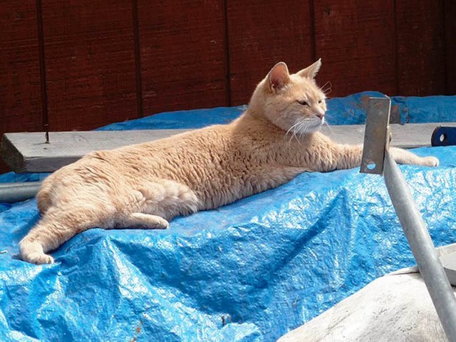 Stubbs, der erste Kater im Amt als Brgermeister.   | Foto: dapd