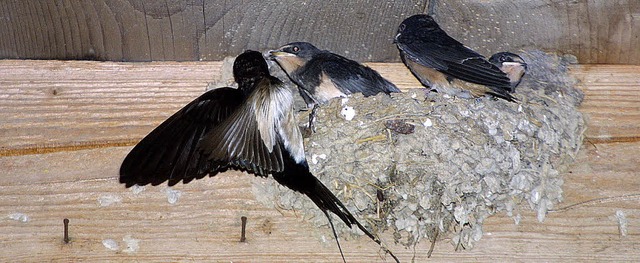 Schwalben sind nicht berall gern gese...tbewohner. Der Nabu will das ndern.    | Foto: Roland Vitt