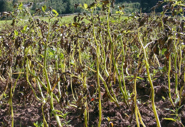 Das feuchte und khle Wetter der letzt... die Kartoffelkrautfule beschleunigt.  | Foto:  WOLFGANG ADAM