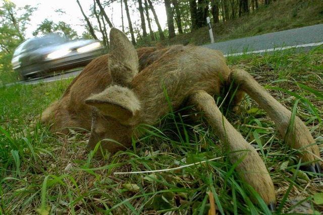 Immer wieder kommt es in der Region zu Wildunfällen. | Foto: ddp Immer wieder kommt es in der Region zu Wildunfällen. | Foto: ddp
