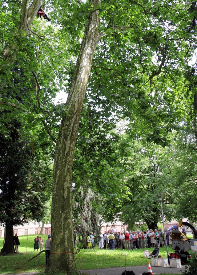 Hoch oben im Wipfel des mchtigen Baum... im Park des Zentrums fr Psychiatrie.  | Foto: Dagmar Barber