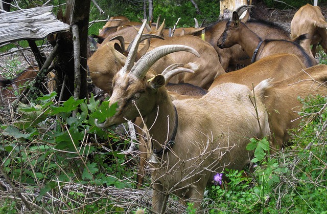 Sichtlich wohl fhlen sich die 27 Gei...wischen Hebelhof und Todtnauer Htte.   | Foto: Tina Httich