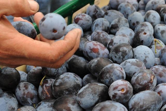 Schlechtes Jahr fr Landwirte: Viel zu wenig Obst
