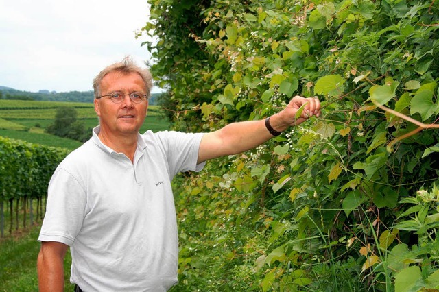 Weinbauberater Hansjrg Stcklin zeigt... Reben berwucherte Weinbergsbschung.  | Foto: Silvia Faller