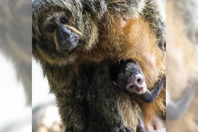 Viele Jungtiere im Basler Zoo