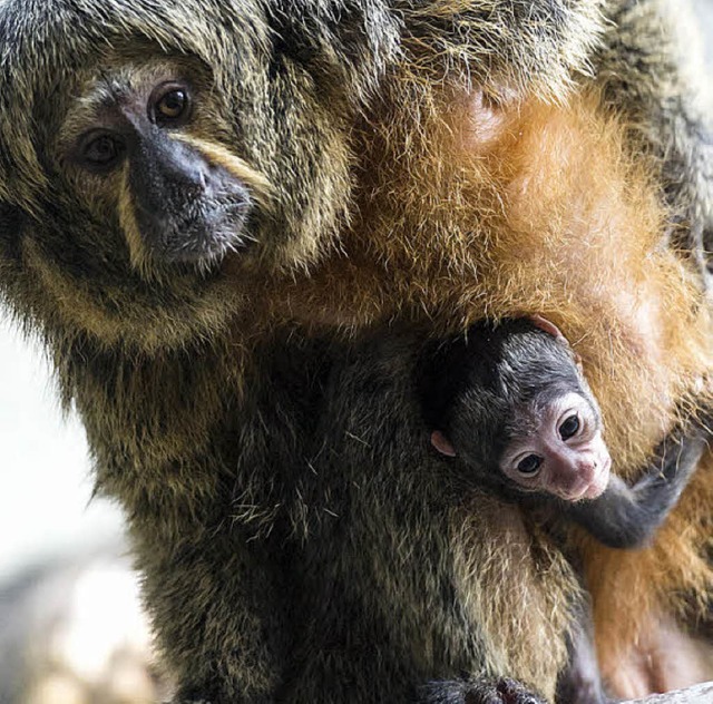   | Foto: Zoo Basel