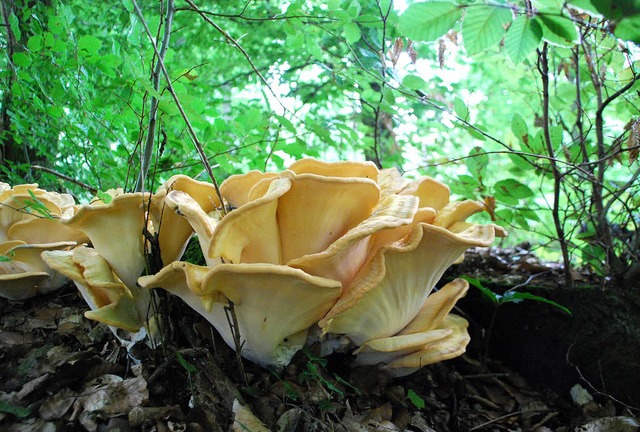 Diese Baumpilze im Grenzacher Wald sind schn, aber ungeniebar.   | Foto: Ralf Staub