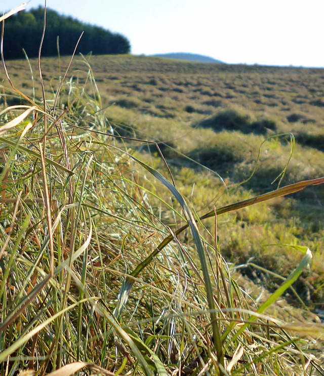 Dort ist gemht, hier steht das Gras n...gt um drei bis vier Wochen im Verzug.   | Foto: Meike Schlegel