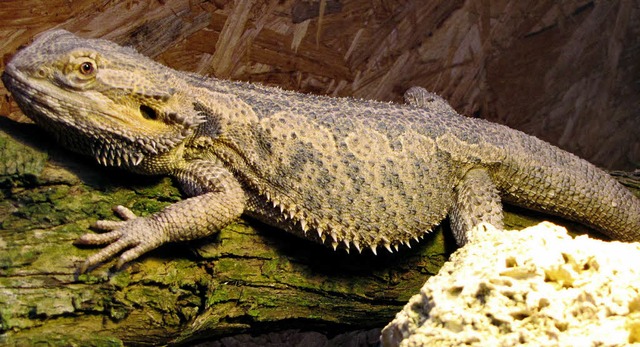 &#8222;Klausi&#8220; im Terrarium. Der...rokodilalarm und Badeverbot gesorgt.    | Foto: dpa (Polizeiprsidium Oberpfalz)