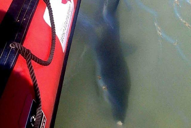 Riesenhai als Badegast in Belgien