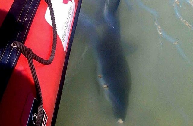 Der tierische Badegast von De Panne:  ... ihn von seinem Boot aus aufgenommen.   | Foto: dpa