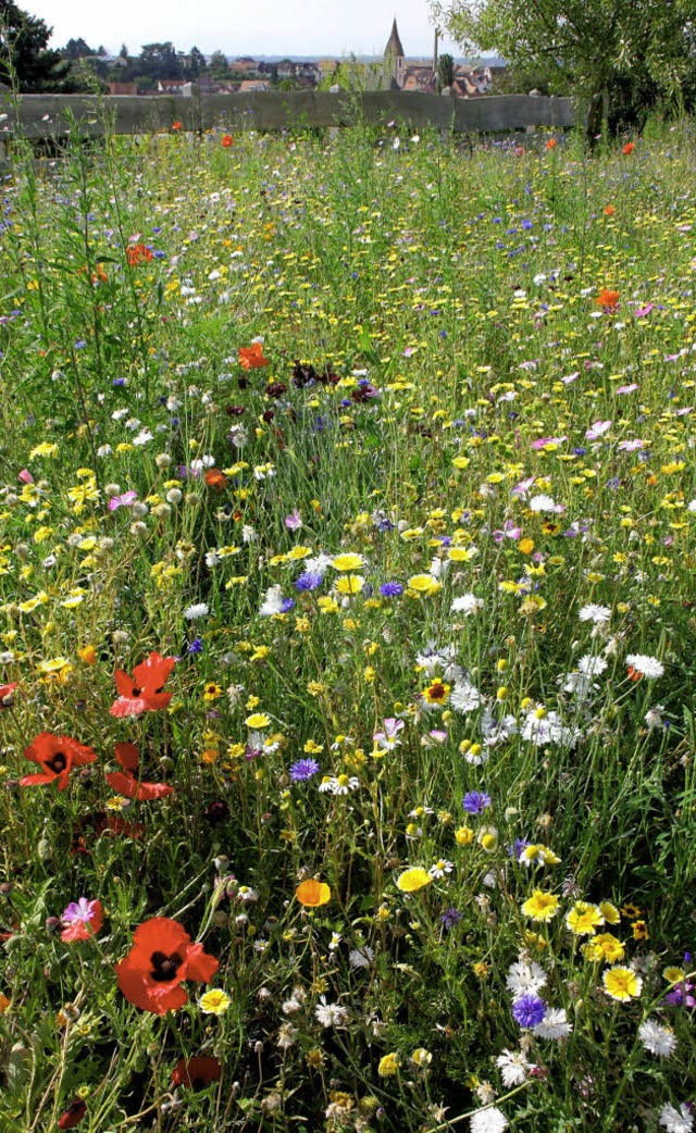 Die ganze Vielfalt sommerlicher Blten...ugen von Spaziergngern und Wanderern.  | Foto: Martin Wendel