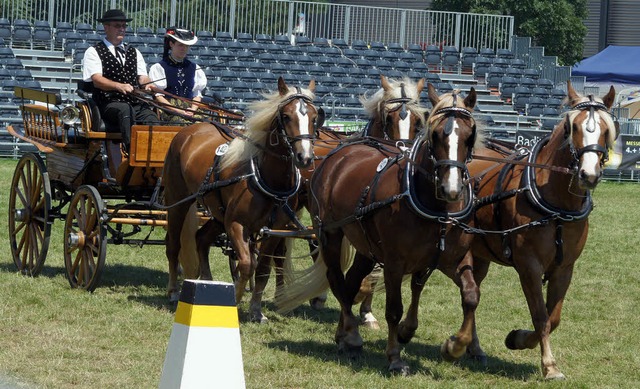 Schmucke, gengsame und gelehrige Tiere: Schwarzwlder Fchse   | Foto: carola bruhier