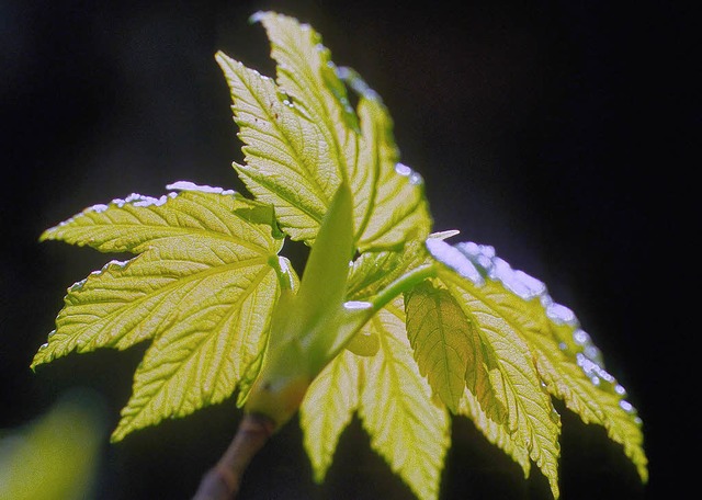 Das ist das Blatt eines jungen Bergaho...h damit womglich viel Geld verdienen.  | Foto: Martin Moosmayer