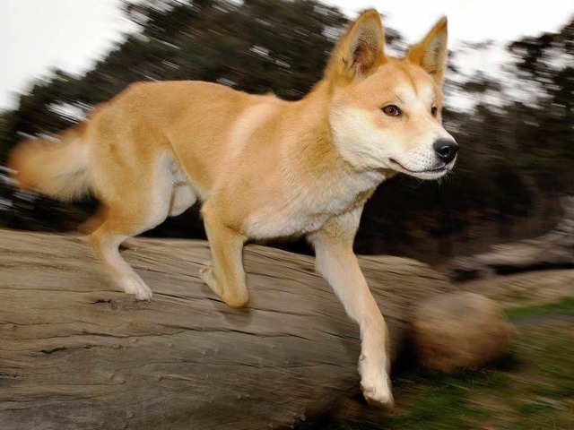 Dingos sind Wildtiere.  | Foto: AFP
