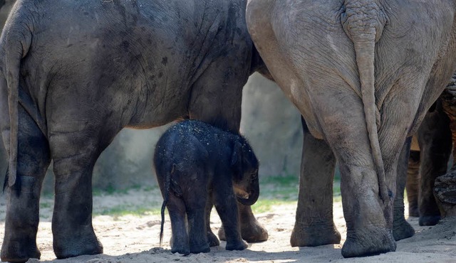 Bindi das frischgeborene Elefantenkalb des Klner Zoos.   | Foto: dpa