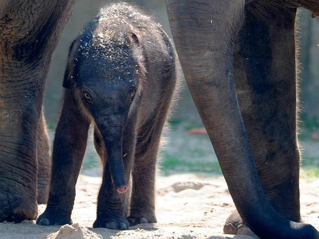 Bindi das frischgeborene Elefantenkalb des Klner Zoos.   | Foto: dpa