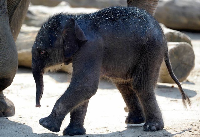 Bindi das frischgeborene Elefantenkalb des Klner Zoos.   | Foto: dpa