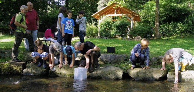 Ein Fischbesatz zum Projektabschluss: ...erbach freut sich ber mehr Forellen.   | Foto: Roland Gutjahr