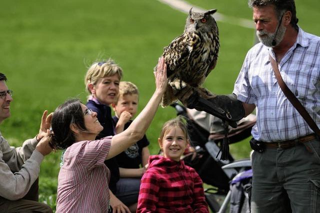 Greifvgel und Eulen im Naturschutzzentrum Feldberg