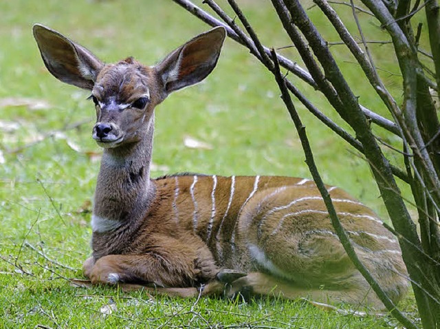   | Foto: Zoo Basel