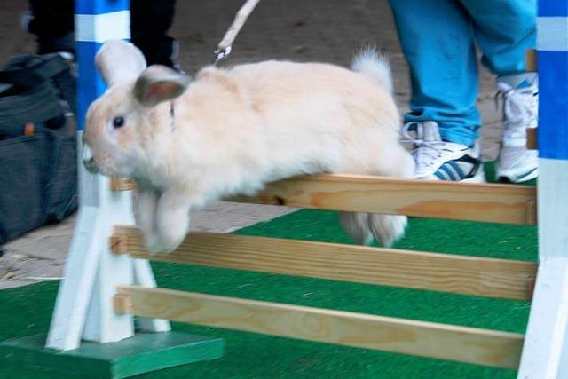 Kaninchen-Hop: Hasen-Hürdenlauf in Rotzingen