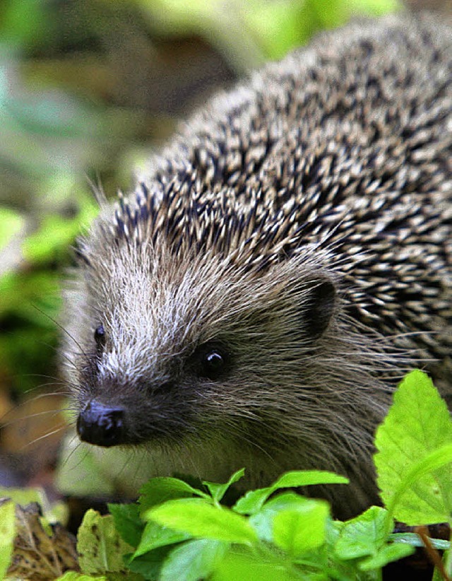 Igel fressen  Schnecken, Insekten, Obs...1; und offenbar manchmal auch Joghurt.  | Foto: dpa