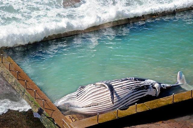 Wal wird in Meerwasserpool in Sydney geschwemmt