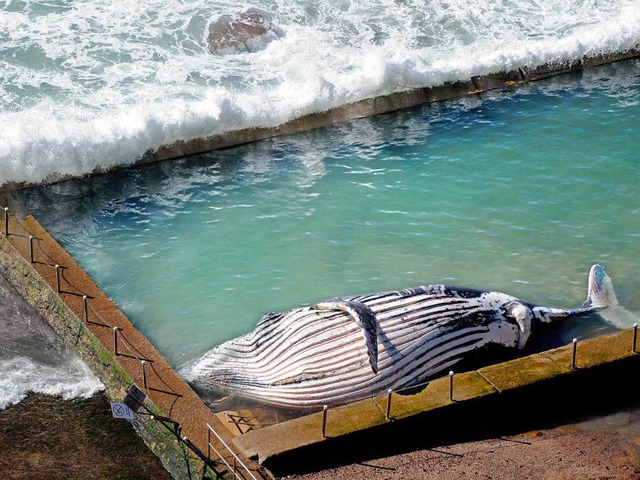 Wal in Pool.  | Foto: AFP