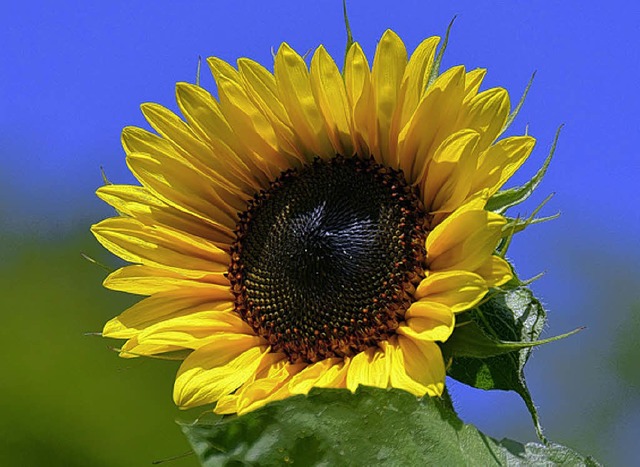 Goldgelb: Blte einer Wettbewerbsblume in Bad Sckingen  | Foto: Klein