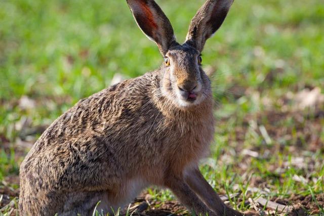 Amt warnt vor Hasenpest in der Ortenau