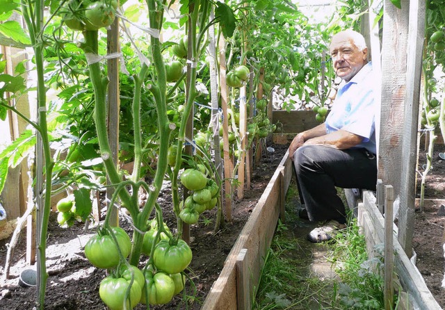 Alexander Sinner in seinem Tomatenhaus... sieht, weitere groe Kaliber folgen.   | Foto: Peter Stellmach