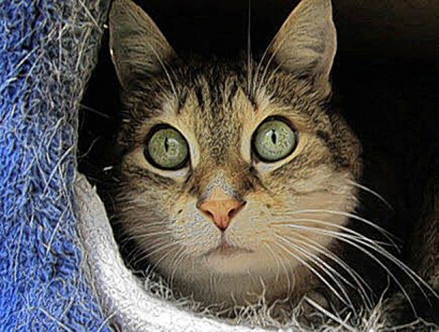 Die scheue Katzendame  Magda sucht ein Zuhause.   | Foto: Tierheim