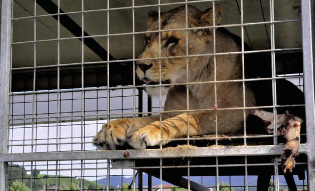 Vllig gelassen wartet mit Blick auf d...ritt in der Manege des Zirkus Weisheit  | Foto: Markus Zimmermann, Markus Zimmermann