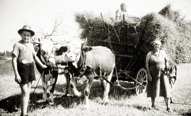 Getreideernte 1950er Jahre  | Foto: unbekannt