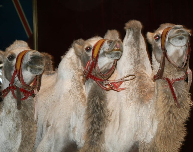 Kamele begeistern im Zirkus Kaiser die Zuschauer.  | Foto: Luisa Denz