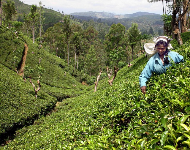 Teeplantage in Sri Lanka  | Foto: DPA