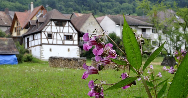 So hbsch es auch aussieht: Das indisc... werden. Heute geht&#8217;s los damit.  | Foto: Volker Mnch