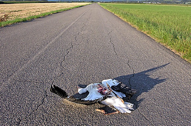 Totgefahrener Storch auf einem Weg im Schutzgebiet.   | Foto: NABU