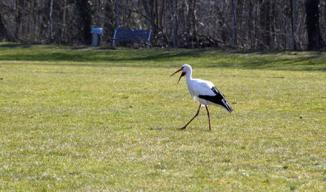 So gut geht es in Weil am Rhein nicht jedem Storch.  | Foto: Fillisch